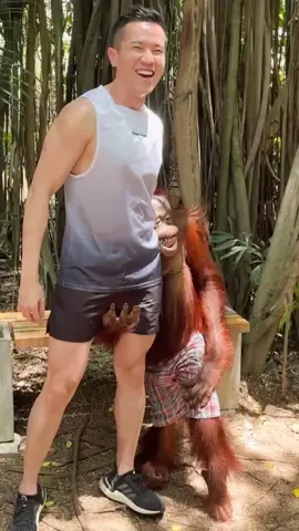 Watch till the end! The most affectionate and cheeky OrangUtan! 🍌🙈 #safaripark #safariparkbangkok #wildlife #monkey #orangutan #animalshow #zoo 