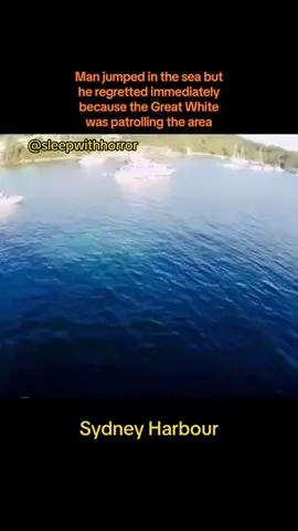 more You can actually feel his panic #sharktank #sharktank #shark #sharksoftiktok #sydneyharbour #ocean #oceanlife #sealife #diver #scubadiving #creepy #scary #horrorstory #deepseacreatures #deepseamonster #terrifying #sydney #australia #exploring #exploringtheocean