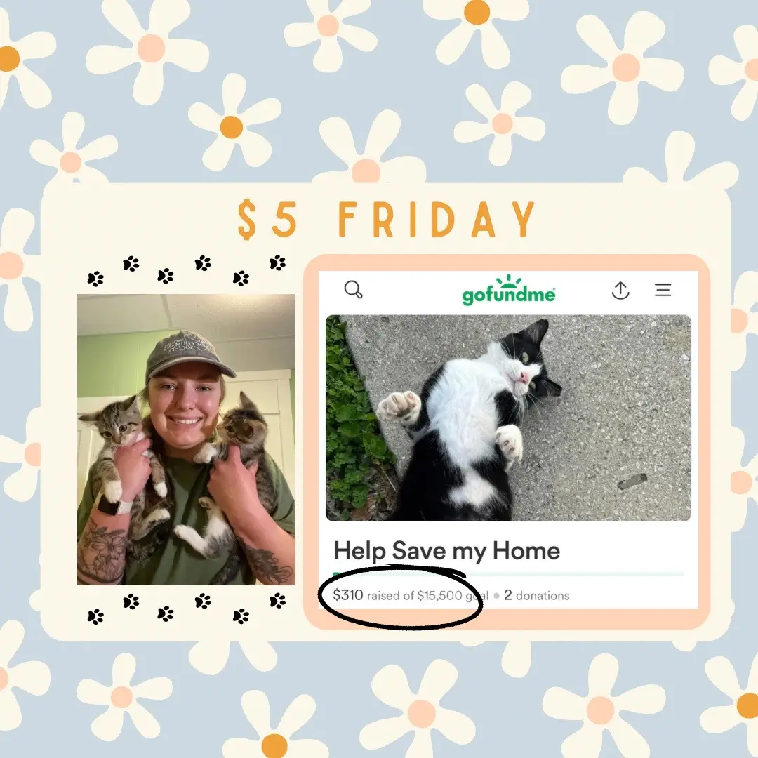 💲5️⃣ Friday AND my birthday is in 5️⃣ days!  All I want for my birthday is to fix my home🏡🩵 I can’t imagine leaving the breakfast club and all of the new members recently spayed/neutered 🥜  If you would like to donate, the gofundme is linked in my bio 🩷 (Venmo, PayPal, and cashapp linked as well if you prefer that method)  As always, thank you for the continued love and support through my journey of fostering kittens, caring for my cat colony, and helping me keep my home a safe space for us all to live 🐈 🫶🏻💖