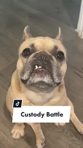 He’s a mommas boy anyway #court #custodybattle #frenchbulldog #dogparents #jasonbanksomedy cred @Jason Banks  @Somefrenchienamedapollo  @Somefrenchienamedapollo 