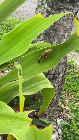 Grasshopper Watcher #grasshopperszn 