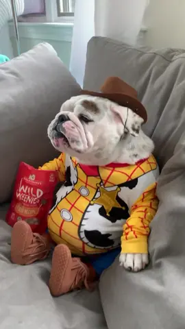Just chillin' in my cowboy suit! #englishbulldog #englishbulldogsoftiktok #fyp #trending #cowboy #bulldog #bulldoglover #cute #Love #sacramento #california
