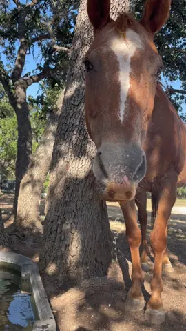 The way horses suck water in to drink….this audio was to too perfect 🤣 #farmlife #funnyfarmanimals #farmgirl #summervibes #homestead #texasishot #horse #horsesoftiktok #apaloosa 