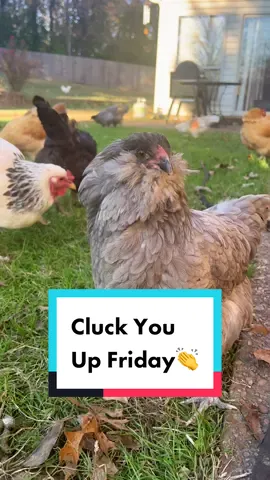 it’s cluck you up Friday 👏 #tgif #chickens #chickensoftiktok #backyardchickens #chickenhappyhour 