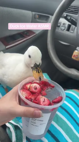 Not Munchkin pushing my hand out of the way to get her ice water🤣🦆 #DunkinDucks #Ducks #PetDucks #IceWater #ASMR #Starbucks 