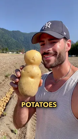 How we get these potatoes out of the ground! These yellow potatoes are better tasting and yielding than Yukon Golds, they are called Columba - whats your go to potato dish? #potatotiktok #agriculture #farmtok #potato 