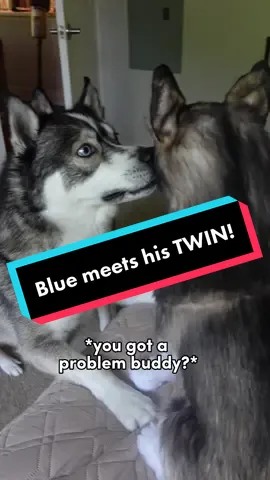 Full reaction on our YouTube channel!  I think Blue went through a factory reset like 10 times when he saw these… 😂  get your own from @Cuddle Clones and use the code BLUE10X for 10% off your purchase! (Trust me it’s worth it for the reaction alone) #huskiesoftiktok #huskylove #dogsoftiktokviral #huskylover #huskylife #talkingdog #doglover #dogsoftiktok #viral 