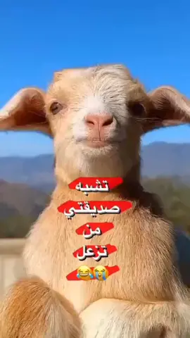 #منش للبيست فريند 😂😂 #الشعب_الهندي_ماله_حل😂😂😂  #الشعب_الهندي_ماله_حل😂😂😂 