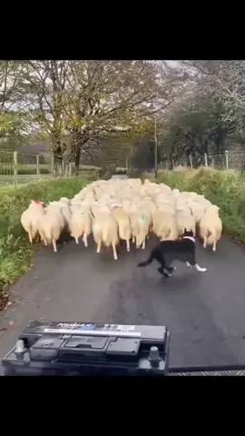 🐾🐑 Smart Border Collie Saves the Day! Herding Sheep with Speed and Skill! 🌟🚀 #bordercolliesoftiktok #bordercollies #bordercolliemix #bordercolliepuppy #bordercollielife #dog #dogsoftiktok #dogs #doglover #BorderCollieHerding #SheepHerding #WorkingDogSkills #SmartDog #HerdingInstinct
#AmazingDogs #IntelligentBreed #DogTraining #WorkingDogs #SheepDog
#HerdingTrials #DogHerding #HerdingCompetition #HerdingChampion #DogSkills#bordercollie #bordercolliesofinstagram #dogsofinstagram #dog #dogs #pup