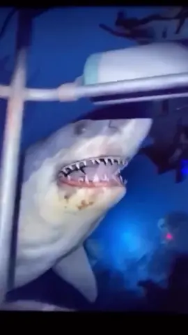 #shark #deepblue #oceananimals #foryou