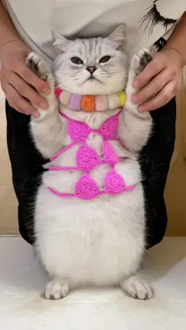 #cat #cute 