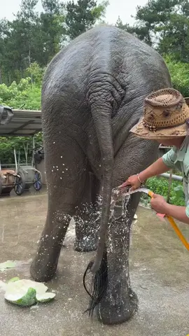 Today we have a Thai foot wash#Elephant #Breeder #cute #cure