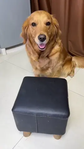 #cute #dog #fyp 