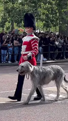 King’s Guard with his best friend 🐾 #thekingsguard #kingsguard #dogfyp #dog #fluffy #treats #guard #britishguard #fypage #fyp #irishguard #dogs #cutedogs #london #tourist #friend 