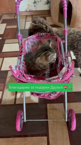 Ванесса и маленький Чепусик поблагодарили Друзей за подарки 💝🙏 и пообещали никогда не ссориться 😇