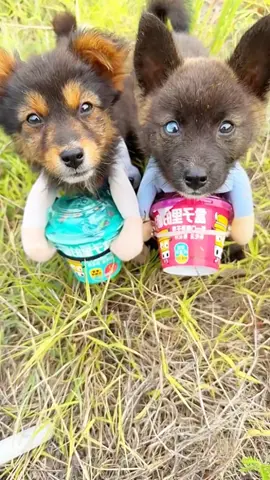 #pals #funny #pet #animal #dog #puppy #Love #fun #humorous #laugh #happy #smile #relax #entertainment #cute #innocently #trending 