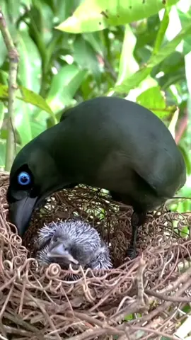 The Racket-tailed treepie (Crypsirina temia) has black feathers and blue pupils. It patiently takes care of the chicks! #bird #birdlover #birdoftiktok #animals #FYP #foryou #trending #viral #rackettailedtreepie #treepie #FantasticBeastsIn 