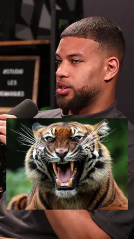 Which one would you choose? 🦍🐆🦛