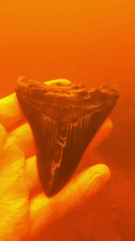 Finding shark teeth during shark week #sharkweek #explore #fyp #fypシ #viral #fossils #scubadiving #History 