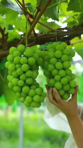 Cultivo de Uvas 🍇  divinas y provocativa que tanto te gustan las 🍇 ?? los leo  How much do you like grapes? 🍇  ジ💚 @inversioneselvillorro 💚ジ  #inversioneselvillorro  #farming #campo  #fruit #fruits #siembra  #uva #agriculture  #grape 