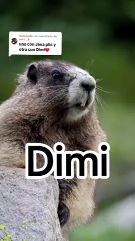 Respuesta a @vera._.9 #dimi#sigueme_para_mas_videos_asi #funnyvideo #fypシ #tiktokespaña  #dimitri 