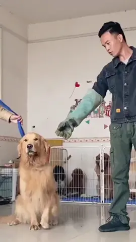 Golden Retriever agressivo. #treino #treinofuncionalcanino  #treinofuncional #goldenretriever #dog  #adestrador #caes #cachorro 