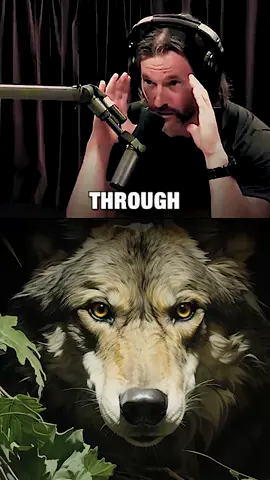 RESPECT 👏👏 I Would Have Been Worried 😩 #joerogan #storytime #wolf 