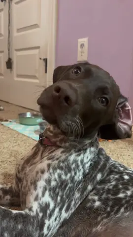 More like mommy #gsp #derbymay #derbydiaries #germanshorthairedpointer #puppy #dog #fyp 