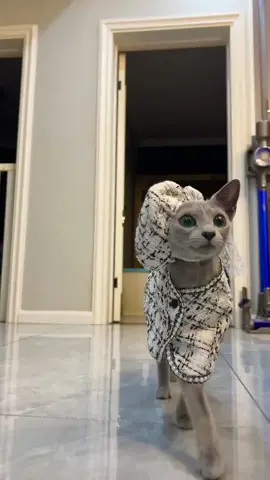 This cat king style! #cat #catsoftiktok #catwalk #dressup #model #fashion #pet