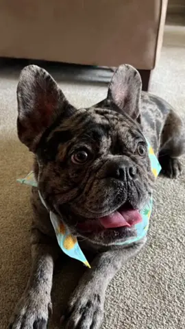 #dogsoftiktok #fyp #fypシ #frenchie 