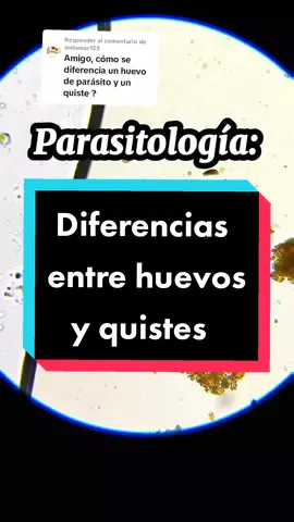 Respuesta a @melamar123 Diferencia de tamaño de huevos y quistes. #education #educacion #microbiology #observacion #microscopio #parasito #parasitologia #parasitology #protozoarios #quistes #huevos #helmintos #tamaño #lugol #entamoebacoli #ascarislumbricoides #trichuristrichiura #trichuris #ascaris 