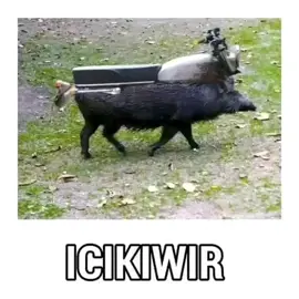 icikiwirr🤣🤣#cbicikiwir #celengbalap #kecot #icikiwir #fyp 