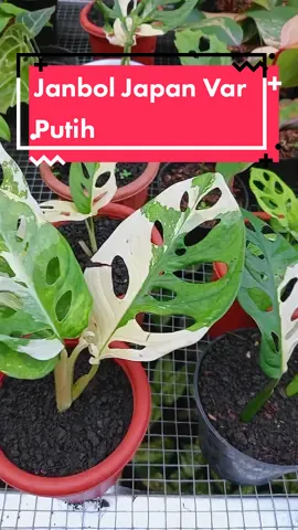 Janbol Jepang Varigata Putih Mulus #tumbuhan #plant #fyp #tanamanhias #cinematography #berkebun #tanaman #berkebunsehat #king #janbol #jandabolong #jandabolongjepang #japan #varigatedplants #CapCut 