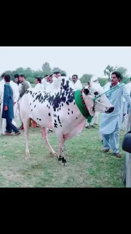 MashaaAllah Porni Yady Real King of Pakistan.