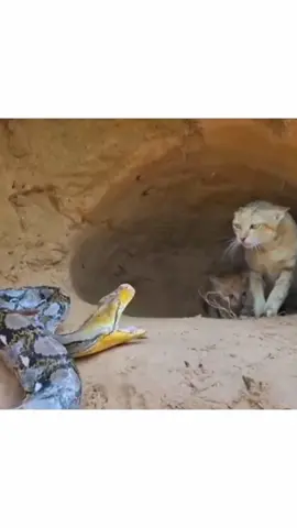 Cats protect her kittens from phyton Snake attack #funny #animals #cat #cats #snake #attack