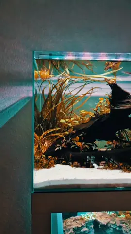 Aquascaping meets Filter --> I'd love to have a tank look like this 🔥🤩 #aquarium #aquascape #aquascaping #plantedaquarium #plantedtank #filterused #fish #nanoaquarium 