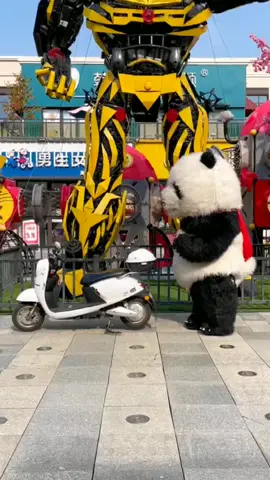 😂😂 #cute #cutepanda #funny #xuhuong 