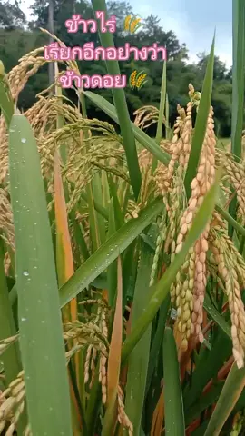 #ข้าวไร่ #ข้าวดอย #ข้าวไร่ดอย🌾🌾 #ข้าวปี64 #บรรยากาศชิวๆ #กลิ่นข้าวหอมๆ #เด็กสุพรรณเมืองเหน่อ #💞 #วัยรุ่นสุพรรณ #วัยรุ่นติ้กต้อก 