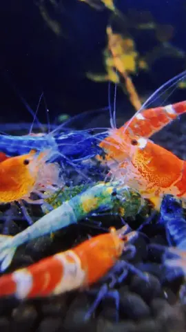 My Caridina Shrimps 🔥🤩 #aquarium #shrimp #caridina #caridinashrimp #bluebolt #redbee #aquascape 