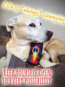 When you're open to anything, everything becomes possible! Accept all, reject none, find your joy! 🫶🐾🤙 #izzybizcandleco #dailymessage #brave #authentic #doggosoftiktok #dogsofinstagram #itstime #shootyourshot #ignitethepassion #moments  #fyp #foryou 