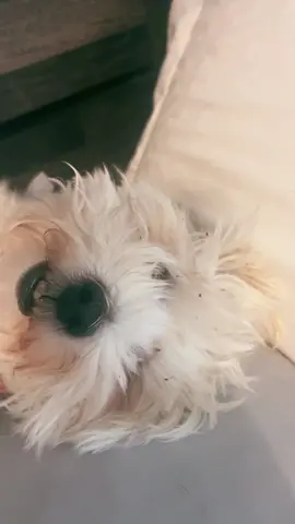#dogsoftiktok #curly 