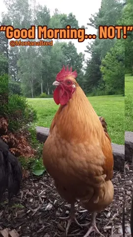 Rooster Crowing! #rooster #roosters #roostercall #roostercrowing #farm #farmlife #farmer #farming #farmtok #ranch #ranchlife #rancher #ranching #ranchtok #fyp #foryou #foryoupage #foryourpage 