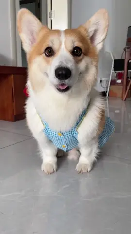 #fyp  #dog  #dogwithfriend  #dogsoftiktok  #dogs  #dogsvideo  #fypシ  #pet  #DogTraining  #dogfunny  #PetsOfTikTok  #puppylove  #puppytiktok  #dogclothes