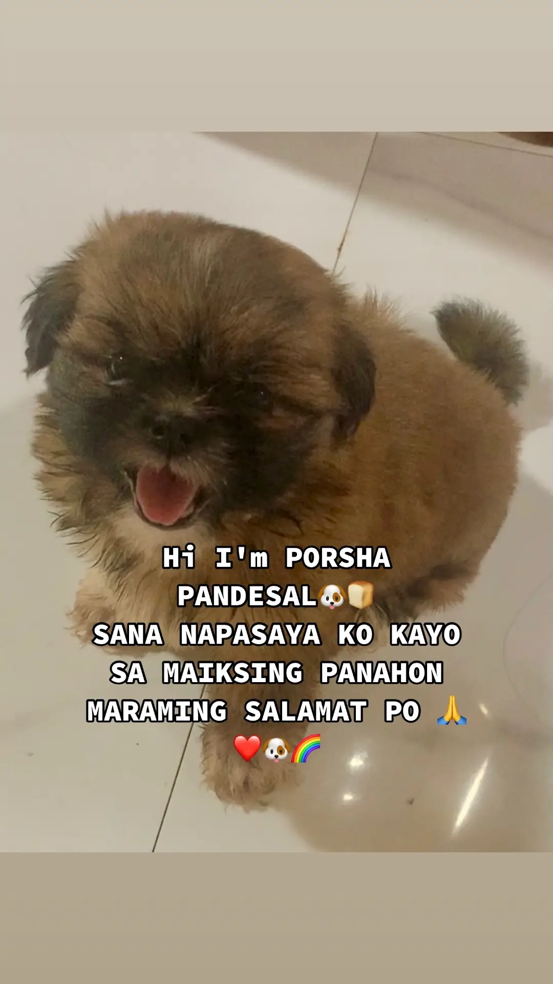 Hi I'm PORSHA PANDESAL🐶🍞 SANA NAPASAYA KO KAYO MARAMING SALAMAT PO 🙏❤️🐶🌈 #pandaserye🐼 #pandapandesalbabies #pandapandesal #pandapandesalfamily #runfree #fyp 