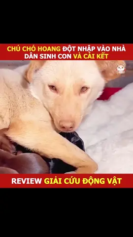 Chủ nhà tốt bụng nhận nuôi đàn chó hoang #xuhuong #thucung #dongvat #mereviewphim #animals #pet #dog #chó 