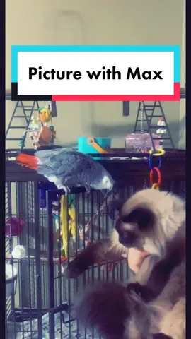 He wanted a pic with Max, so he got one. #cairothegrey #parrots #africangrey #funnypetsontiktok 