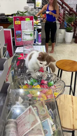Excuse me sir……that’s not yours  #attenzione #pickpocket #hostelcat #hagiang #backpacking #travel 