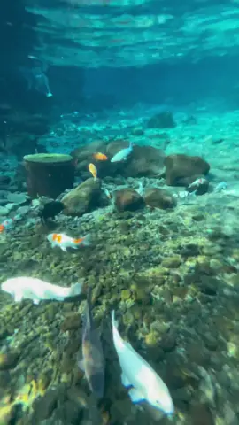 Tempat sebagus ini ada di Klaten loh🤍✨ Benar-Bener cantik banget underwater di Umbul Kapilaler. Apalagi kalo dateng pagi + kena cahaya matahari bener-bener baguus bangeet #umbul #umbulklaten #wisataklaten #umbulkapilaler #umbulsigedang #exploreklaten 