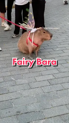 #capybaratiktok #capybaramemes #fairy #capybara 