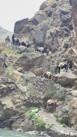 Kole sochne karnali bare  #fyp #foryoupage #nepal #karnali #hernekathaa #divyachapagain #mules #west 
